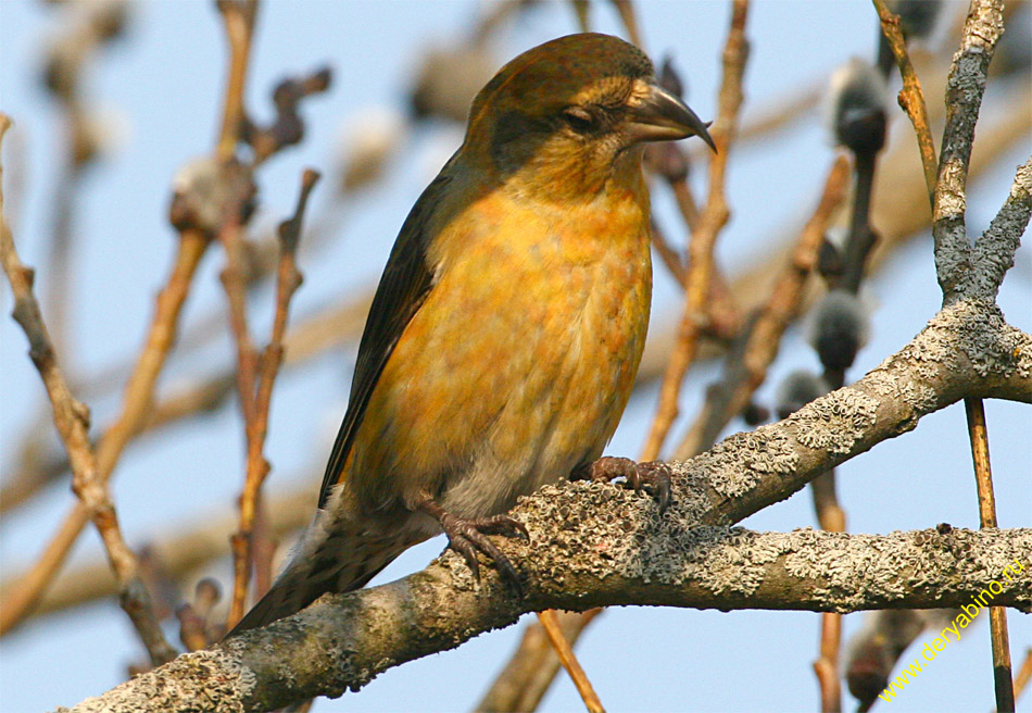 - Loxia curvirostra Red Crossbill