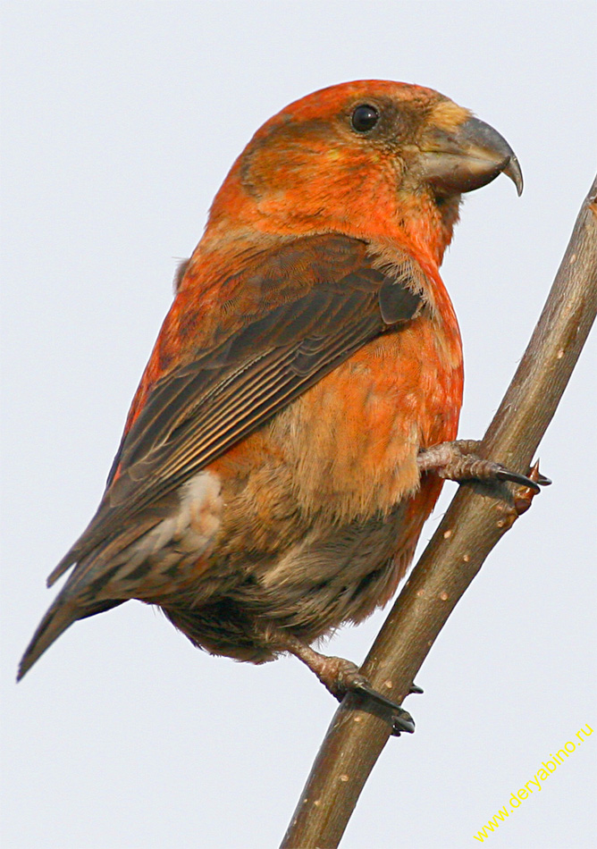 - Loxia curvirostra Red Crossbill