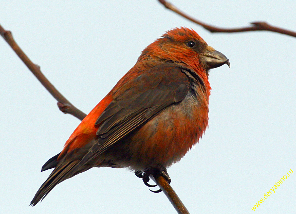 - Loxia curvirostra Red Crossbill