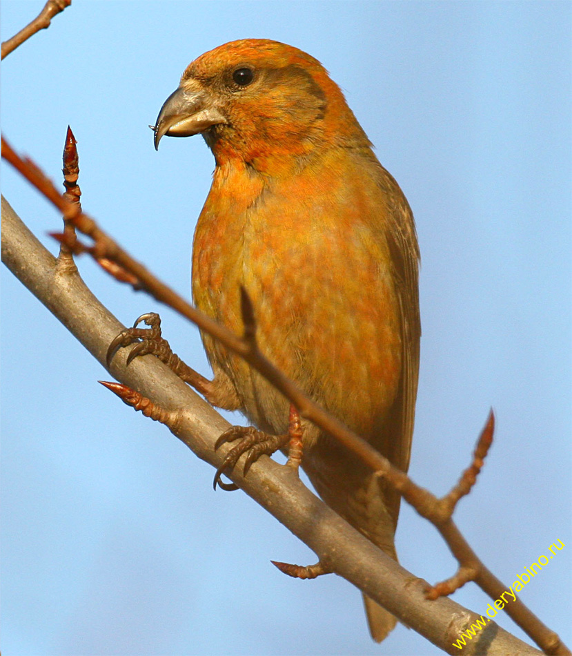 - Loxia curvirostra Red Crossbill