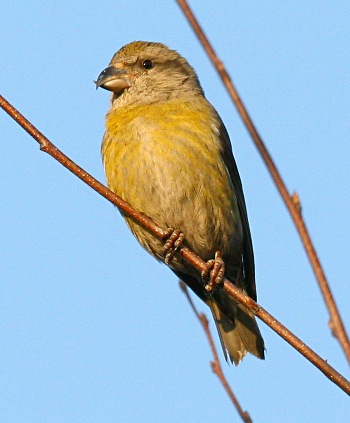 - Loxia curvirostra Red Crossbill