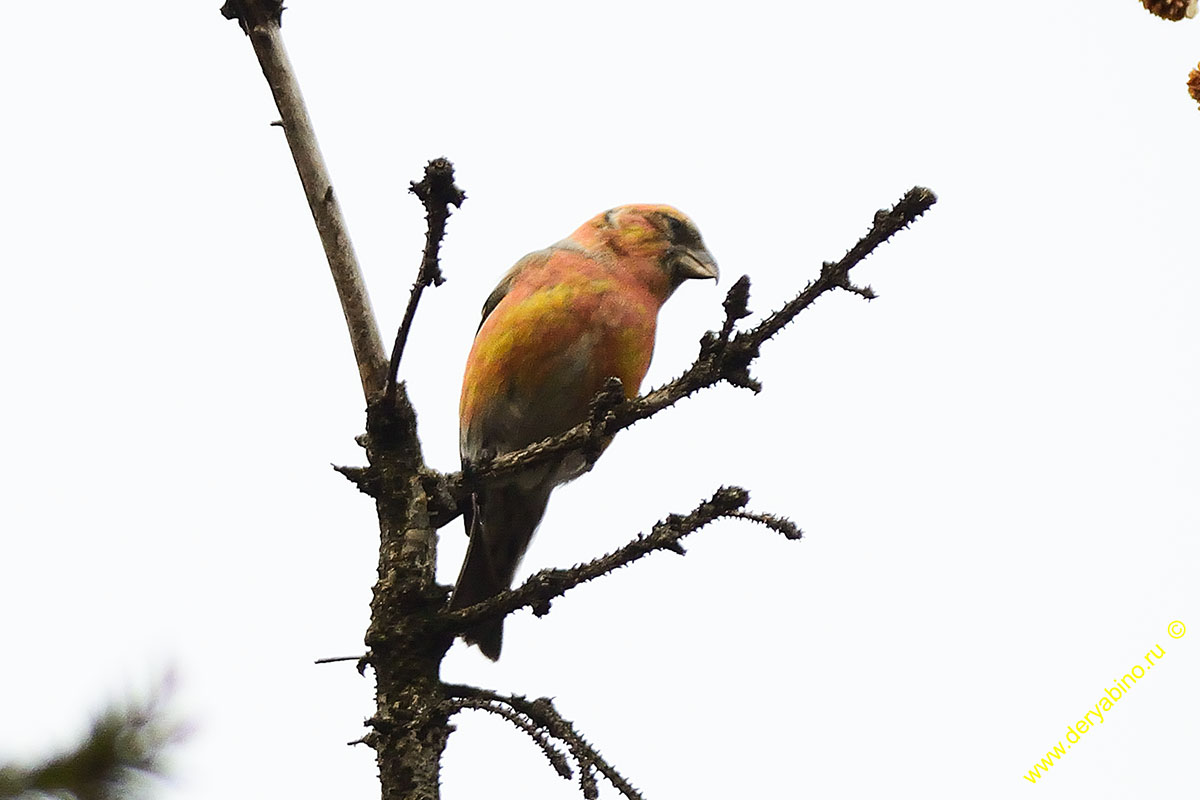   Loxia leucoptera Two-barred crossbill