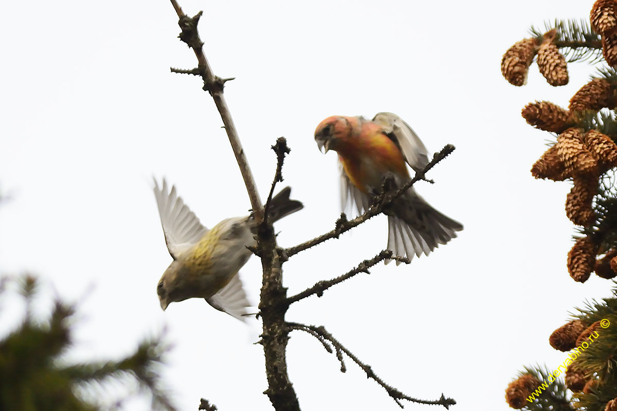   Loxia leucoptera Two-barred crossbill