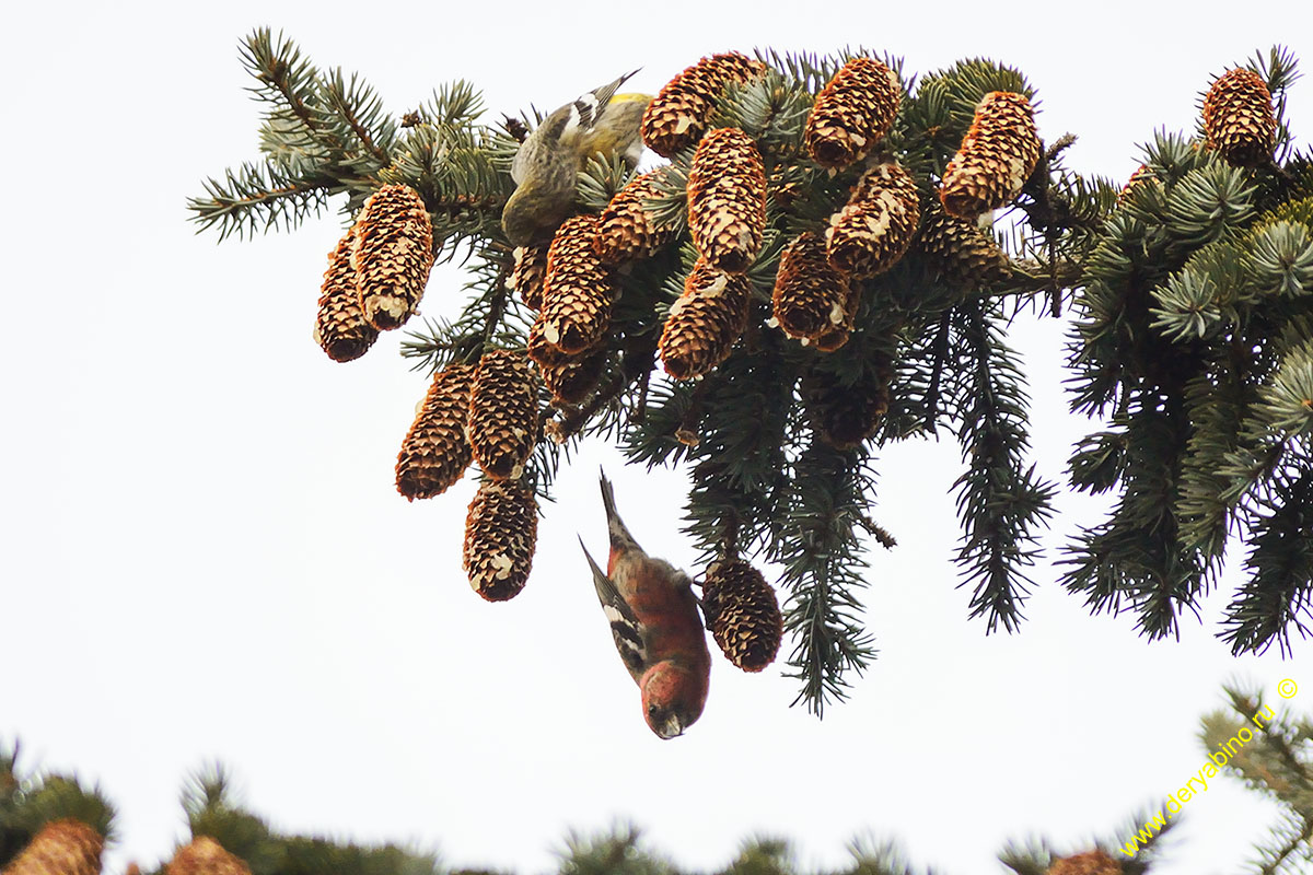   Loxia leucoptera Two-barred crossbill