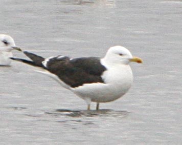  Larus fuscus Lesser Black-backed Gull