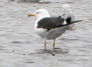  Larus fuscus Lesser Black-backed Gull