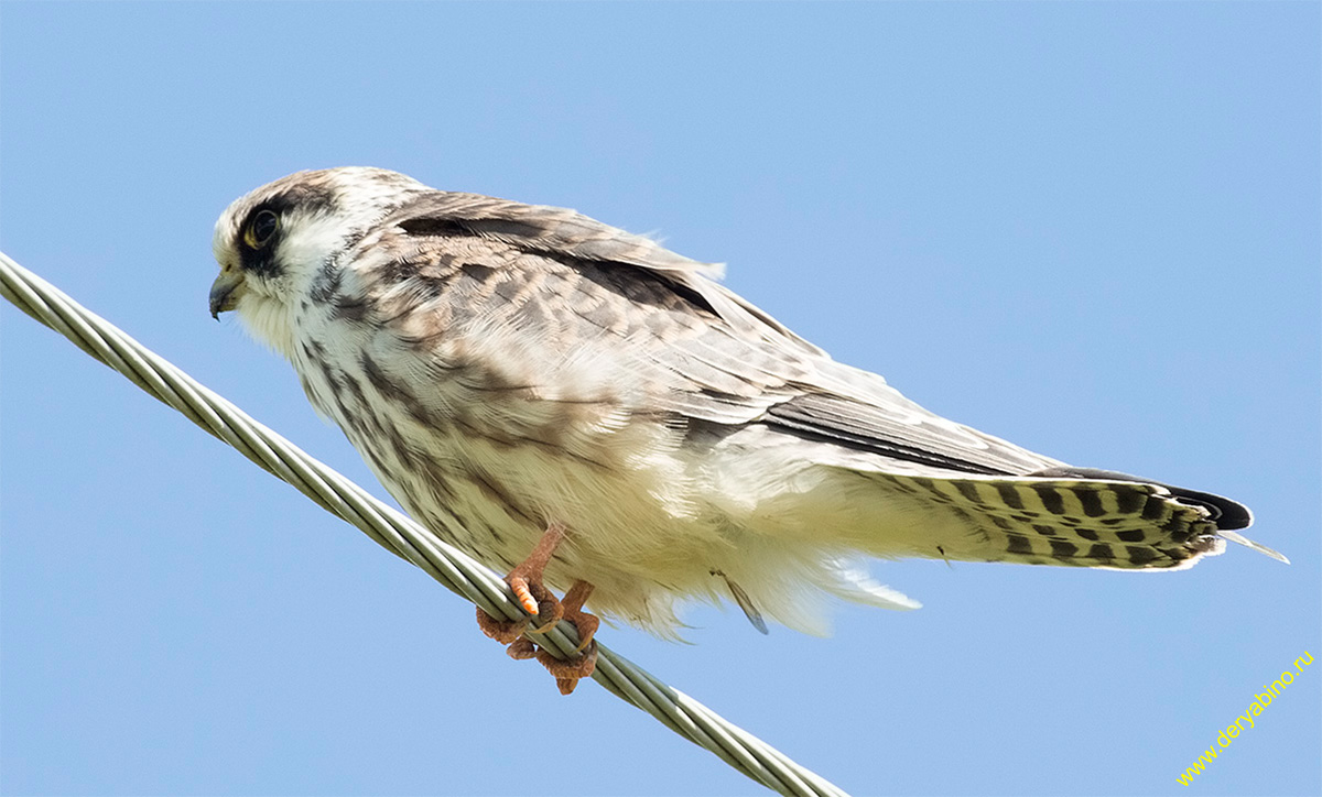  Falco columbarius Merlin