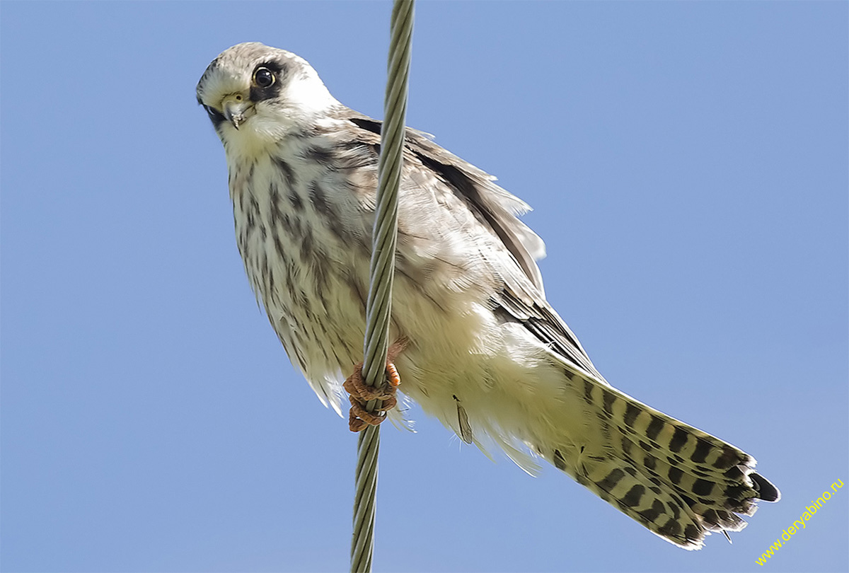  Falco columbarius Merlin