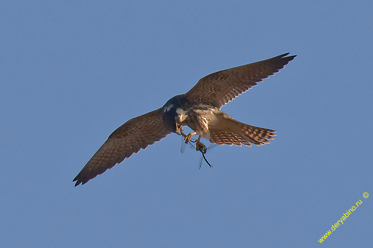  Falco columbarius Merlin