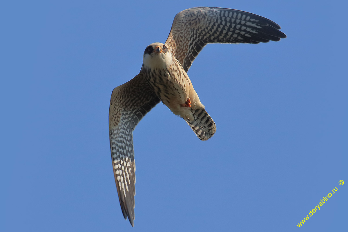  Falco columbarius Merlin