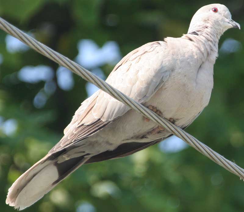   Streptopelia decaocto Eurasian Collared Dove