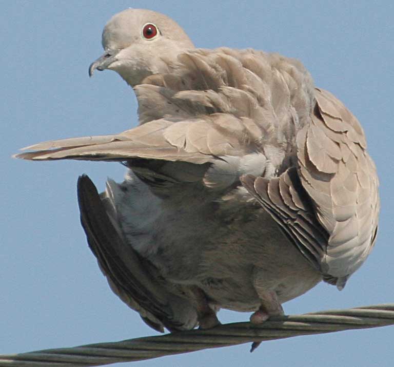   Streptopelia decaocto Eurasian Collared Dove