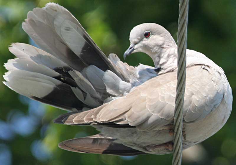   Streptopelia decaocto Eurasian Collared Dove