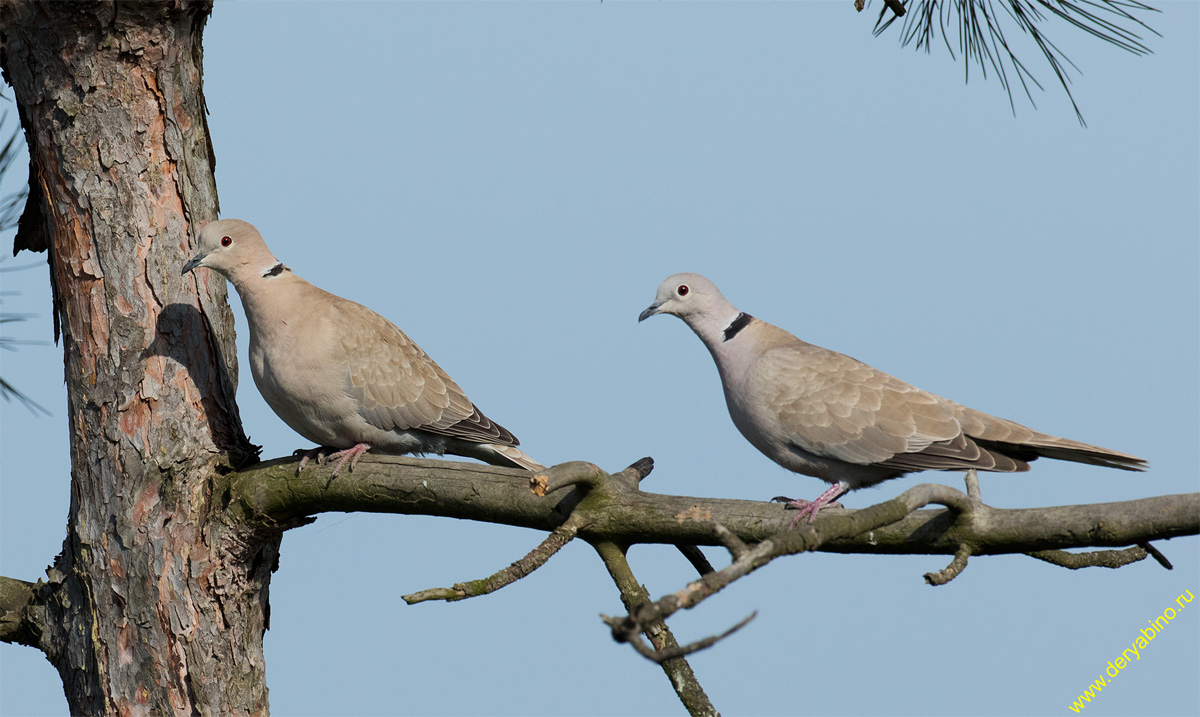   Streptopelia decaocto Eurasian Collared Dove