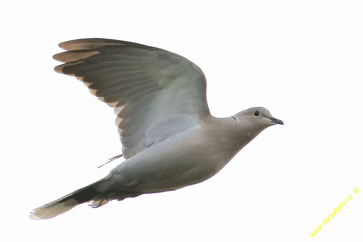   Streptopelia decaocto Eurasian Collared Dove