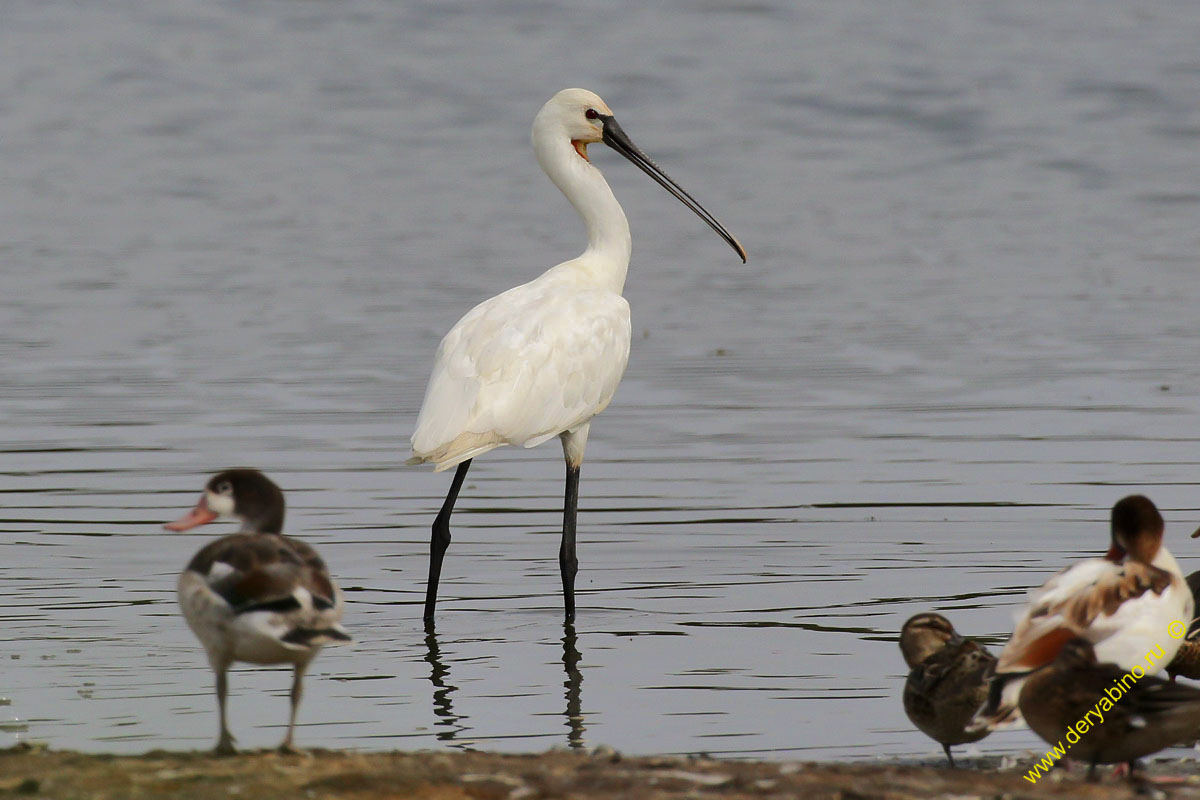  Platalea leucorodia Eurasian spoonbill