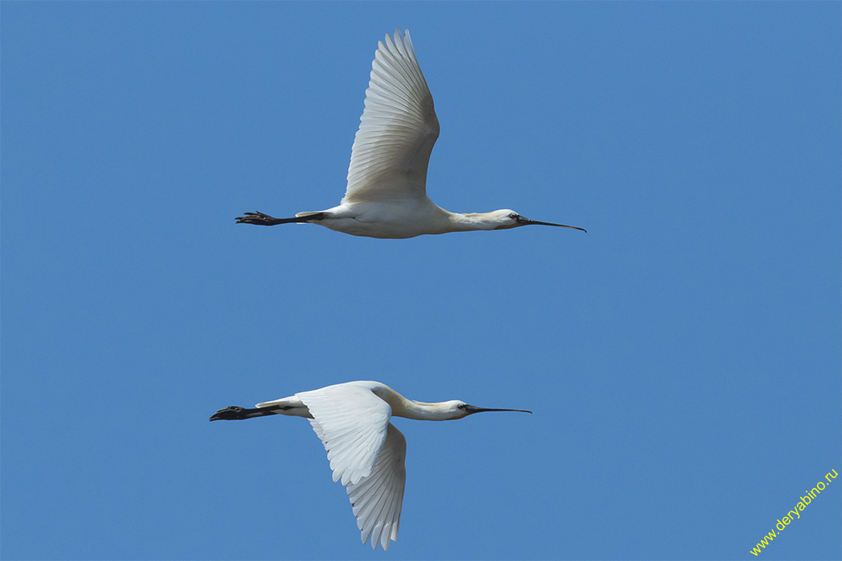  Platalea leucorodia Eurasian spoonbill