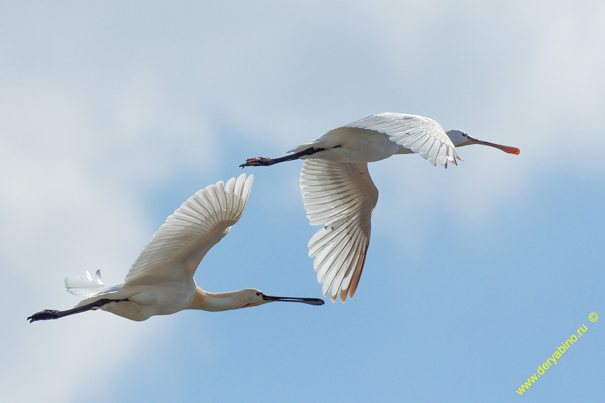  Platalea leucorodia Eurasian spoonbill