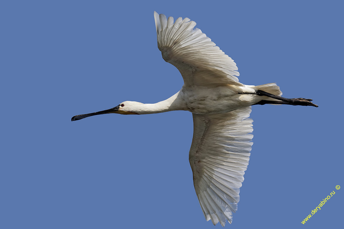  Platalea leucorodia Eurasian spoonbill