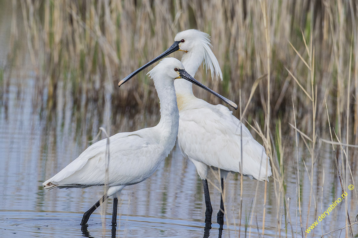  Platalea leucorodia Eurasian spoonbill