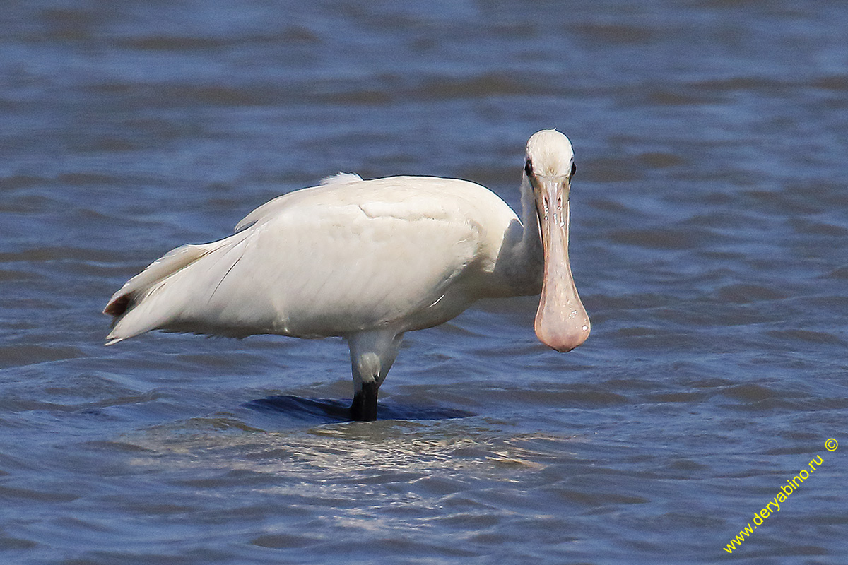  Platalea leucorodia Eurasian spoonbill