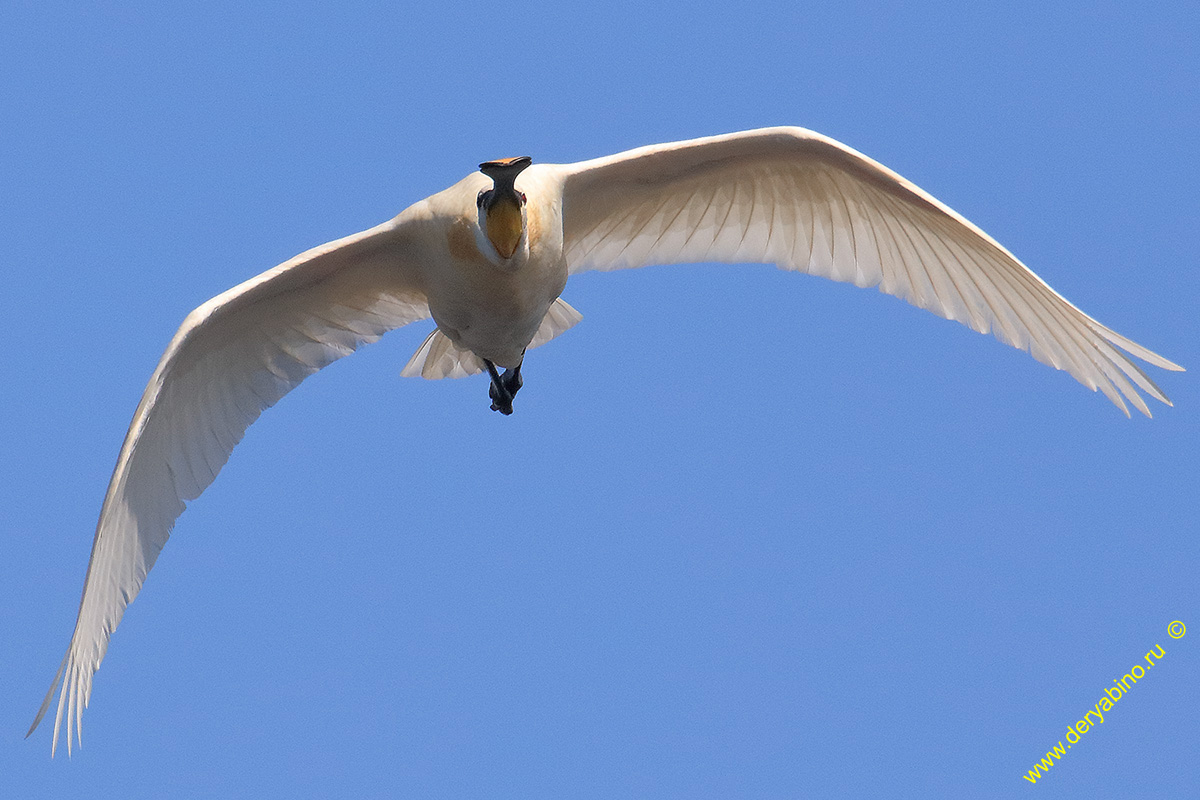  Platalea leucorodia Eurasian spoonbill