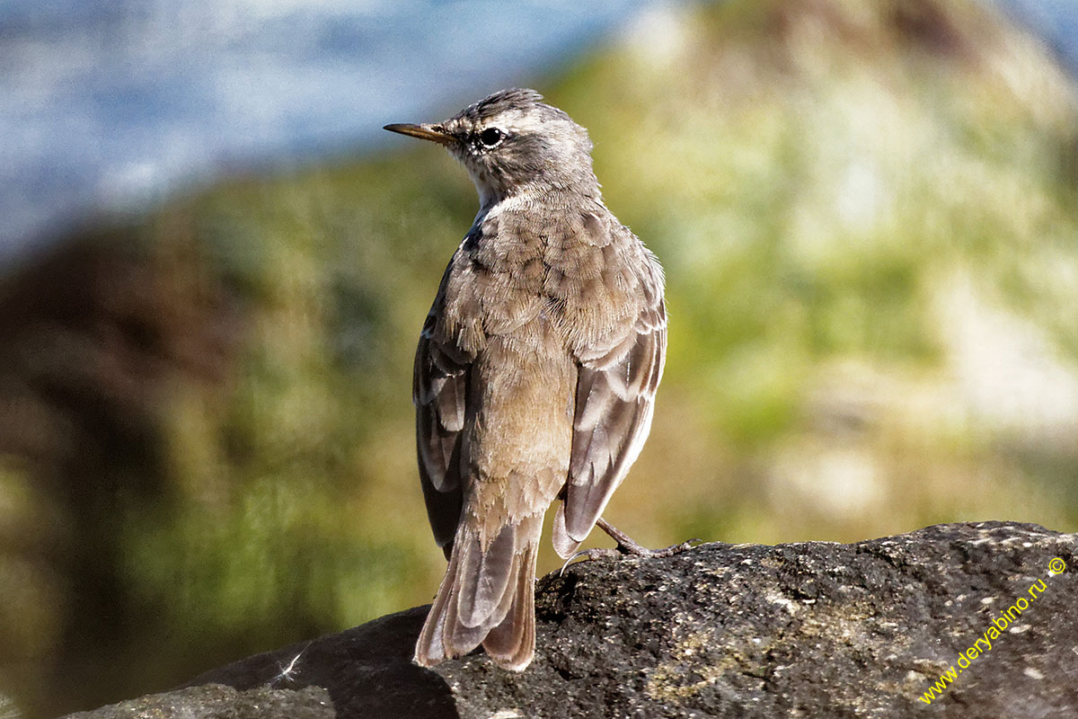   Anthus spinoletta Water pipit