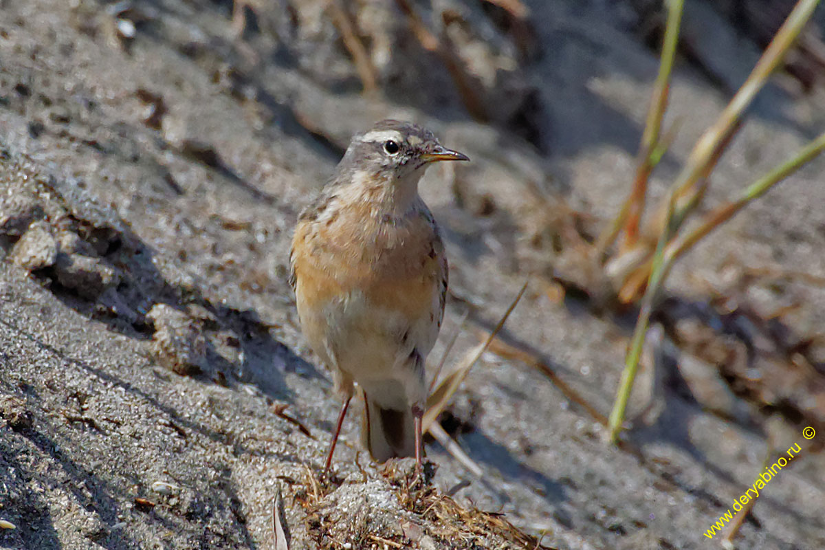   Anthus spinoletta Water pipit