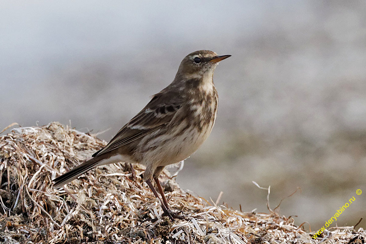   Anthus spinoletta Water pipit