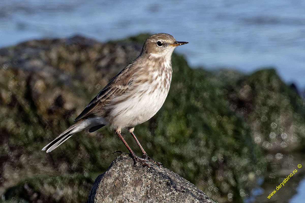   Anthus spinoletta Water pipit