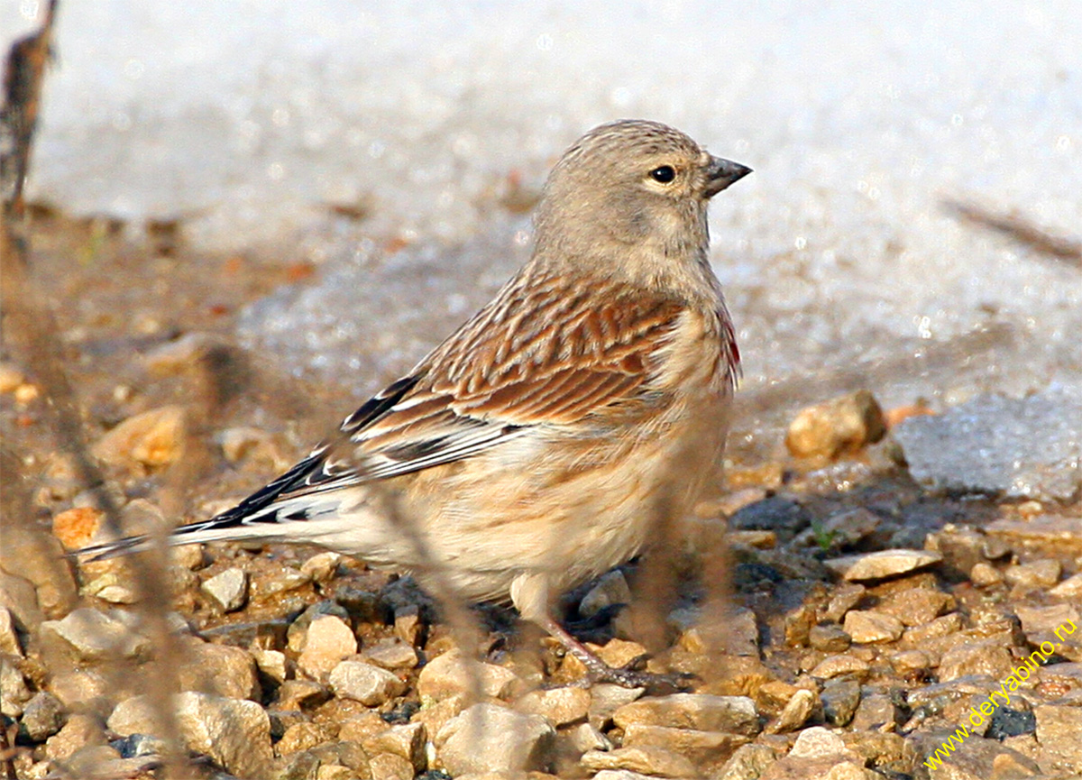  () Acanthis cannabina Common Linnet