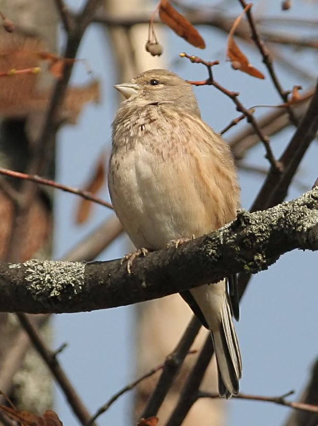  () Acanthis cannabina Common Linnet