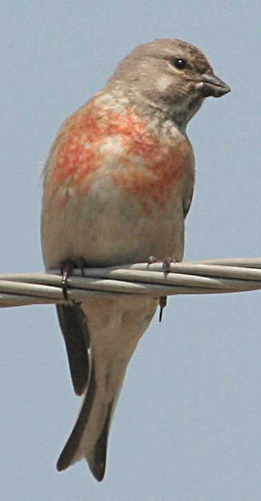  () Acanthis cannabina Common Linnet