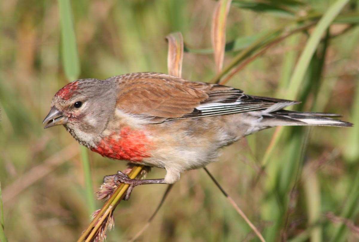  () Acanthis cannabina Common Linnet