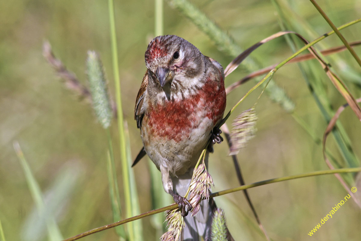  () Acanthis cannabina Common Linnet