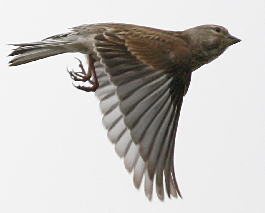  () Acanthis cannabina Common Linnet