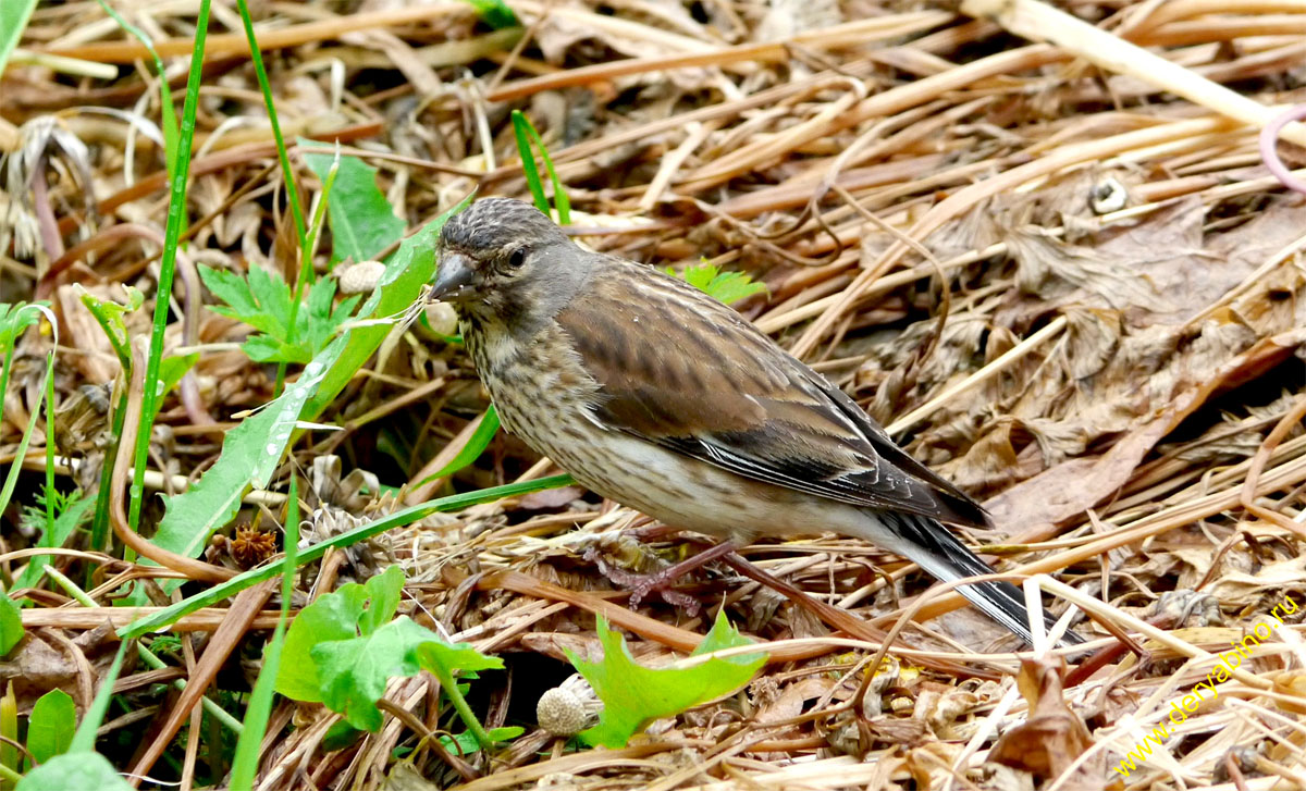  () Acanthis cannabina Common Linnet