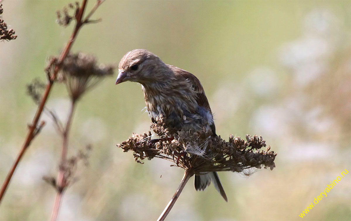  () Acanthis cannabina Common Linnet