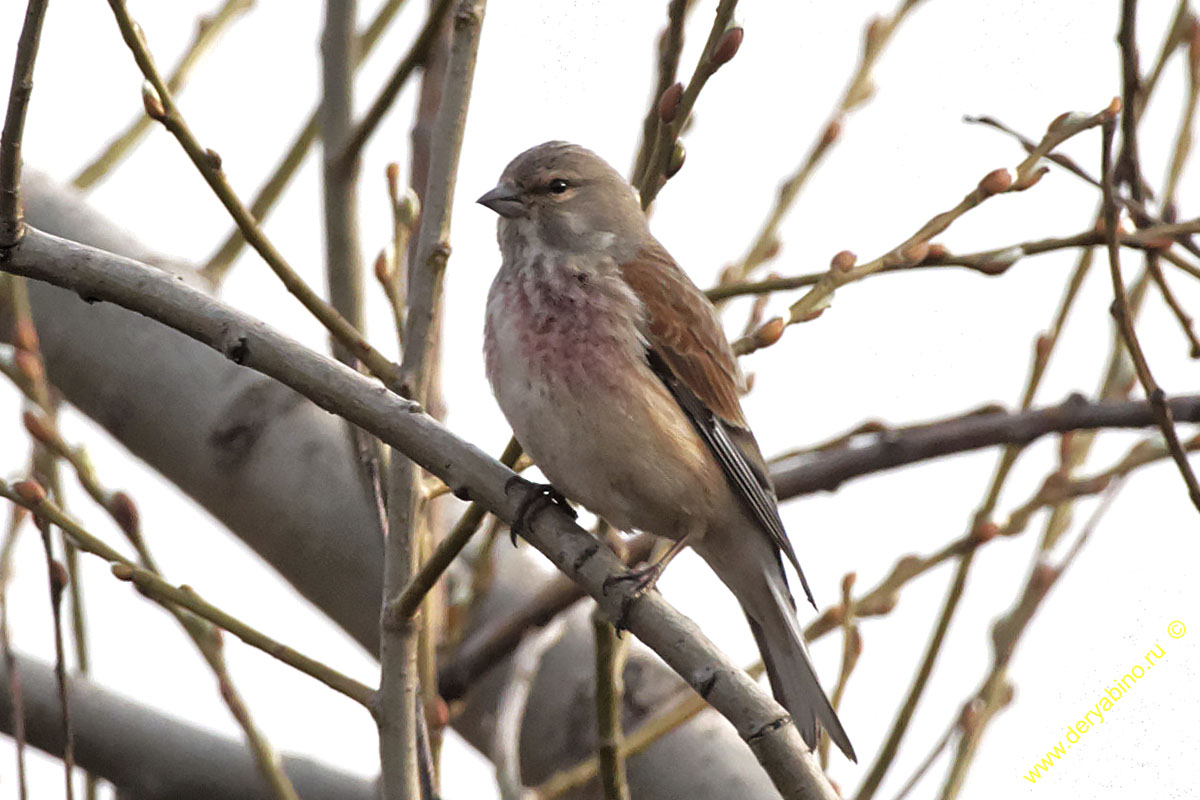  () Acanthis cannabina Common Linnet