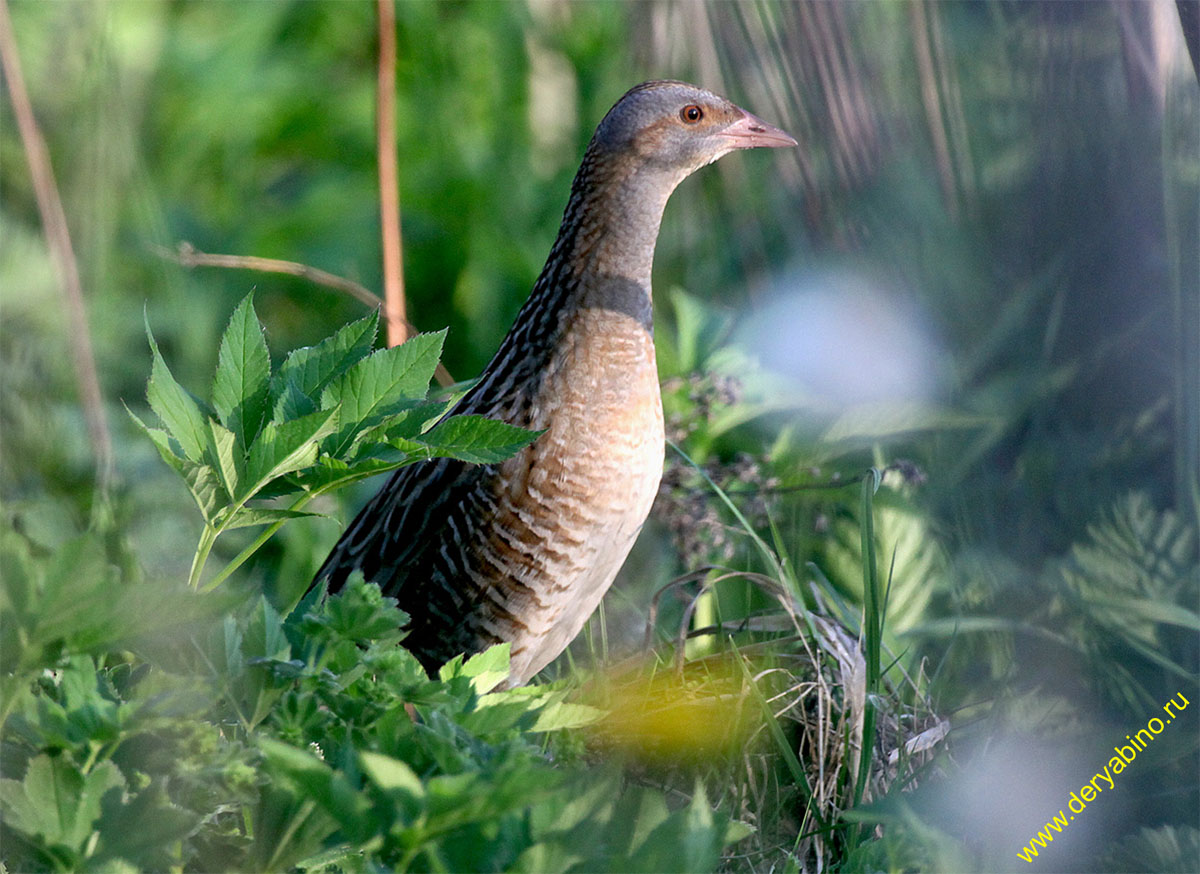  Crex crex Corncrake