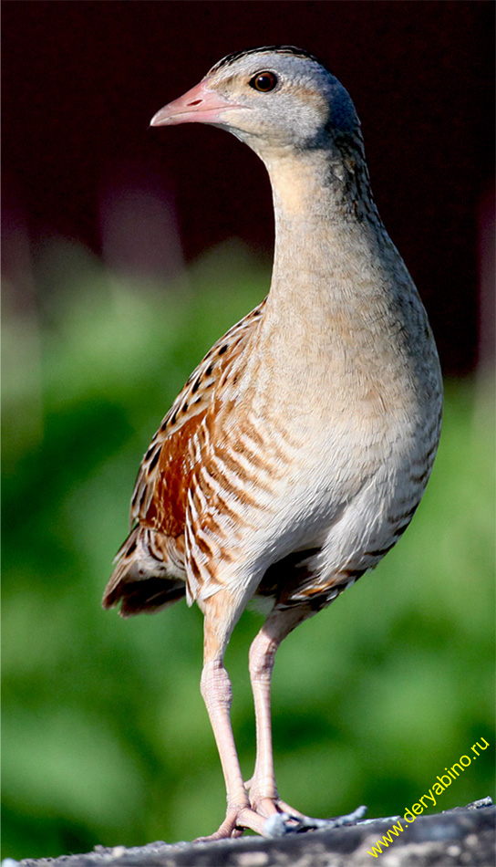  Crex crex Corncrake