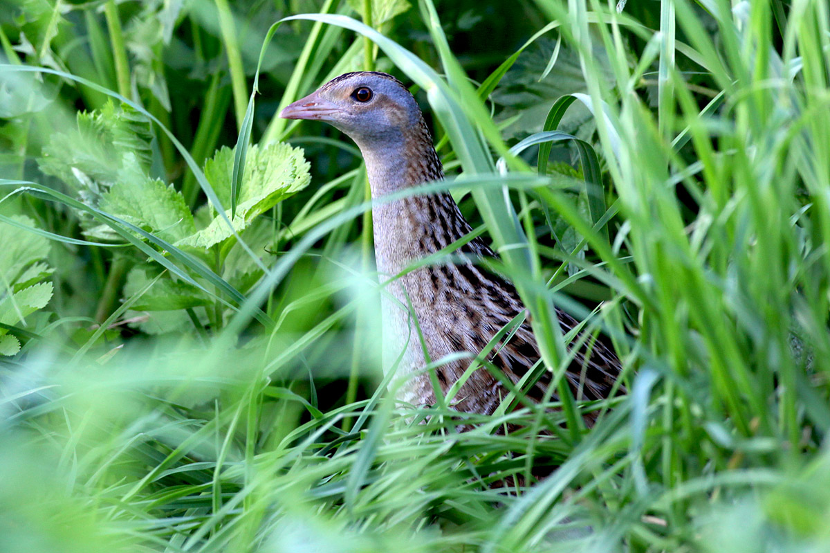  Crex crex Corncrake