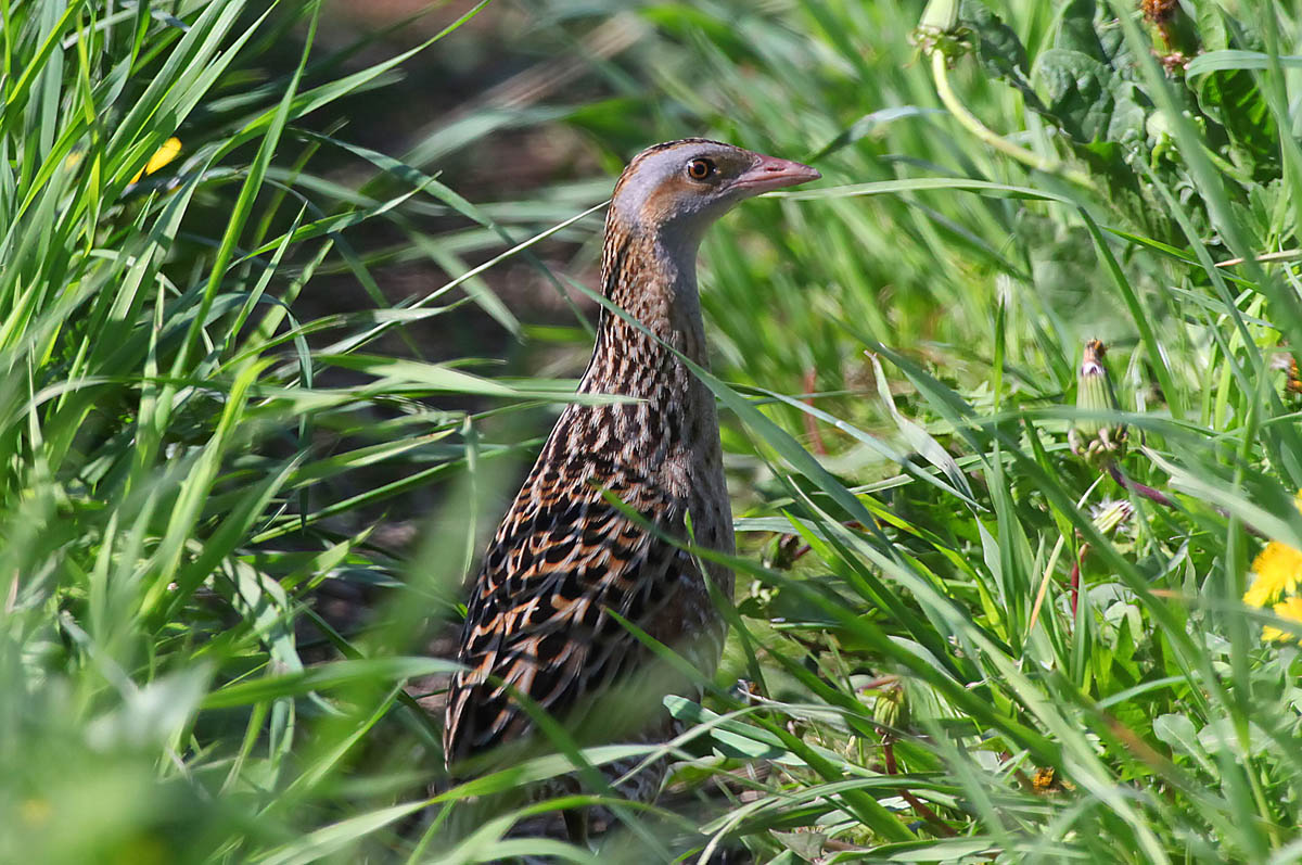  Crex crex Corncrake