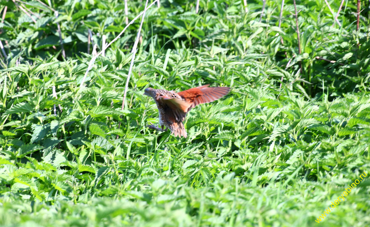  Crex crex Corncrake