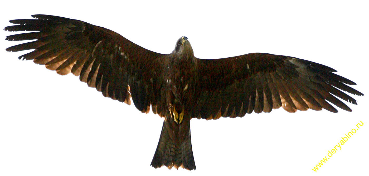  Milvus migrans Black Kite