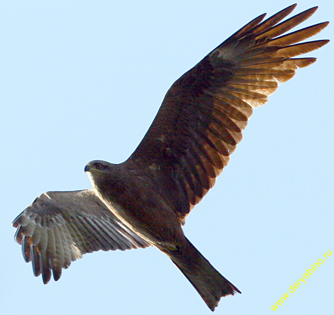   Milvus migrans Black Kite