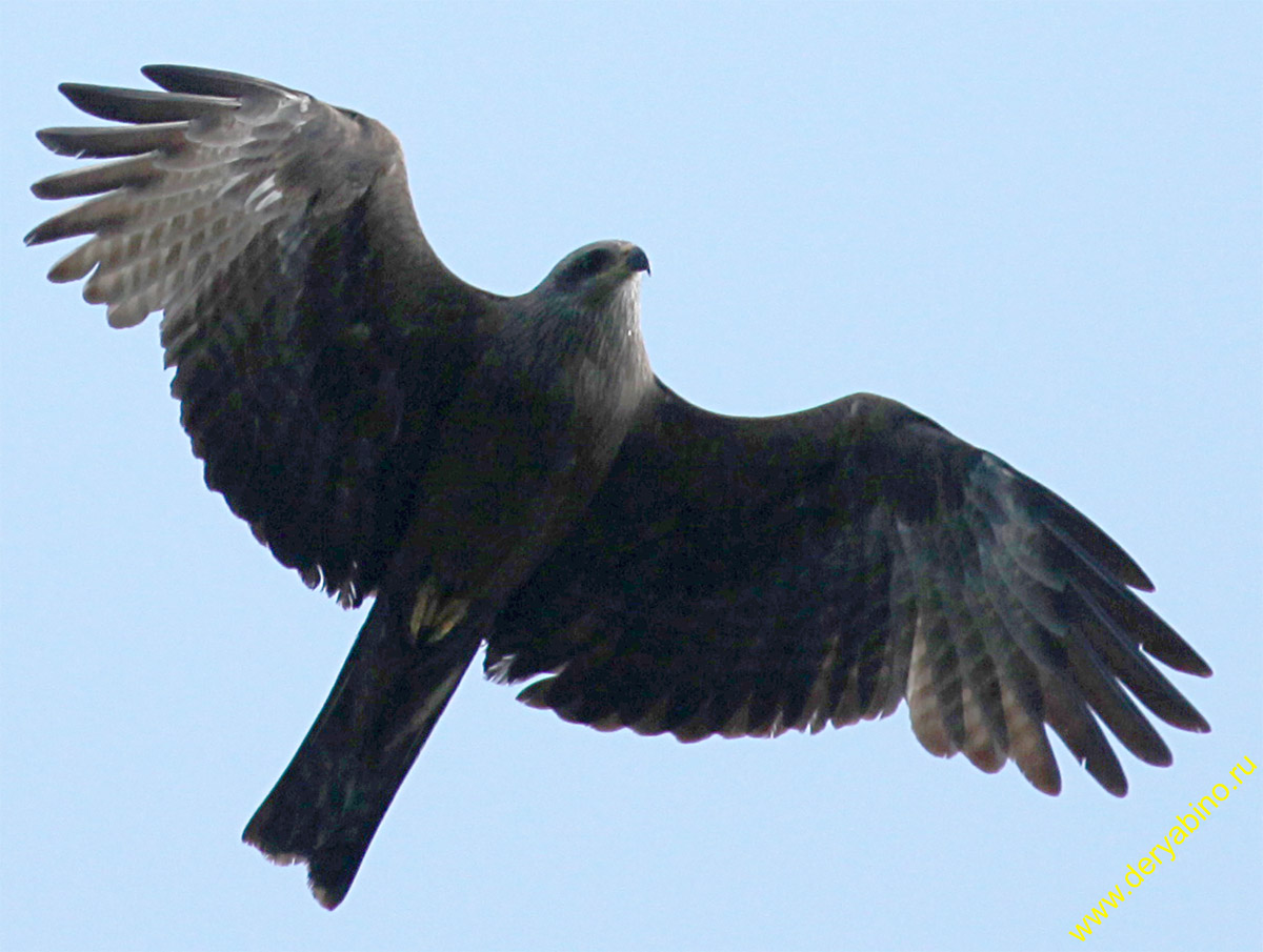  Milvus migrans Black Kite
