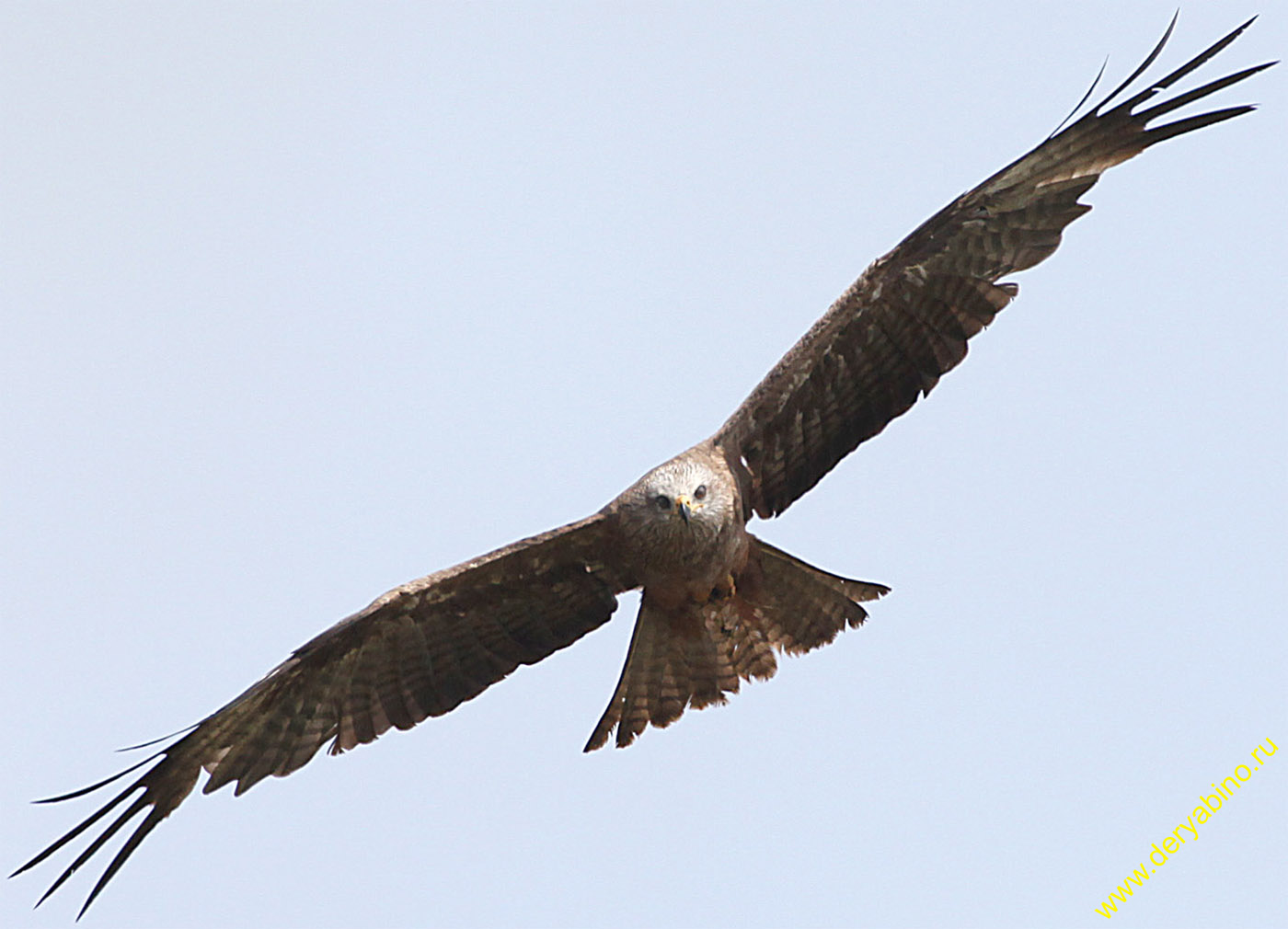   Milvus migrans Black Kite