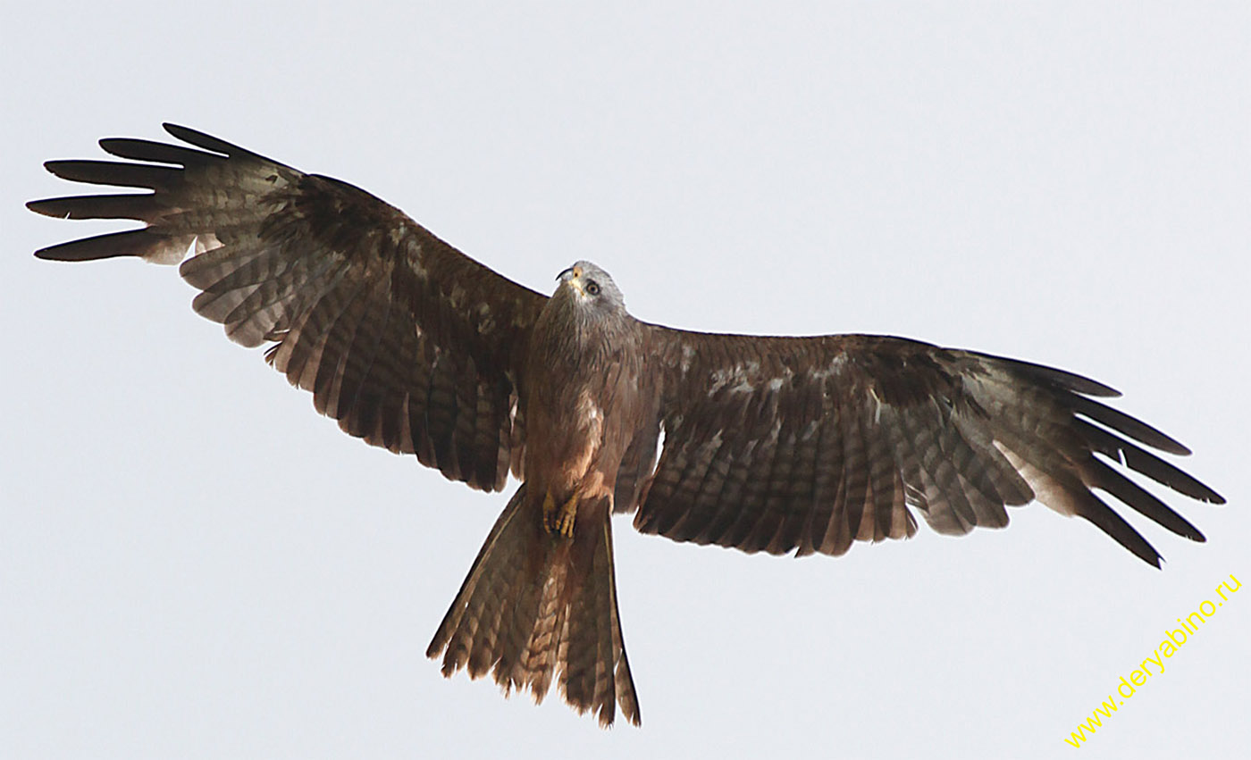   Milvus migrans Black Kite