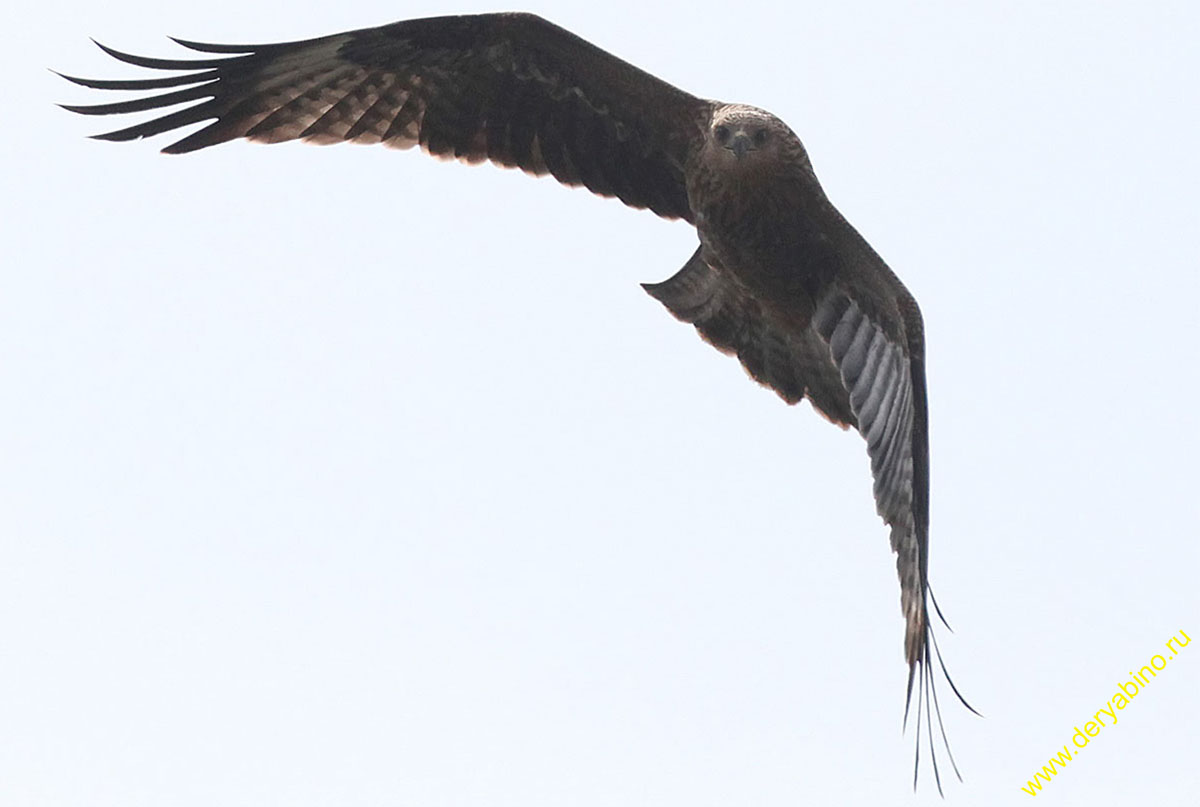   Milvus migrans Black Kite